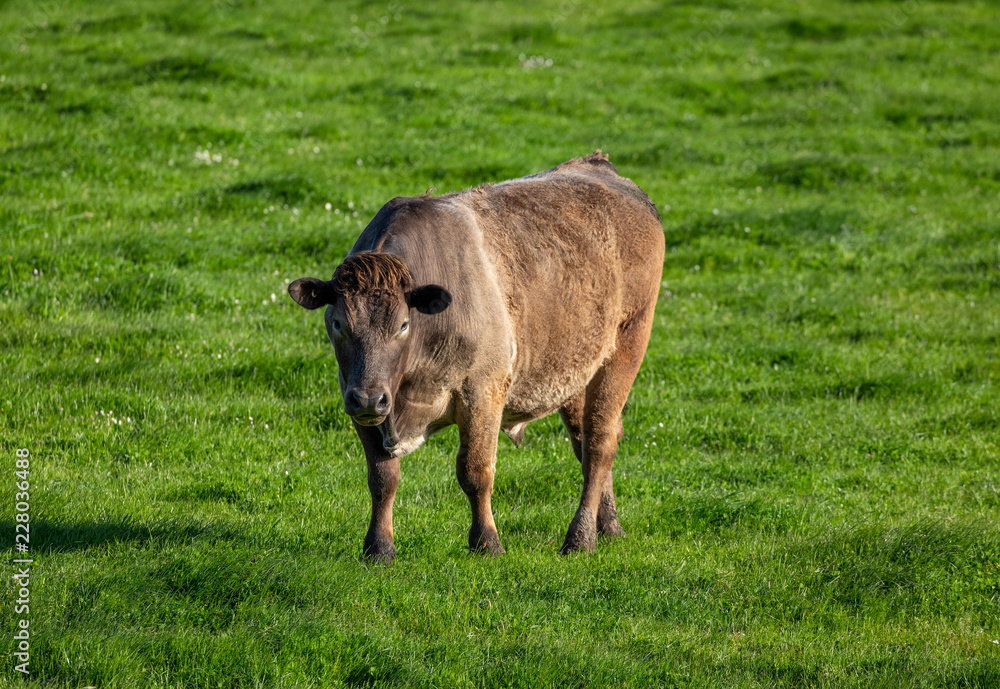 Large brown cow grazing in a field at sunset Large brown cow grazing in a field at sunset