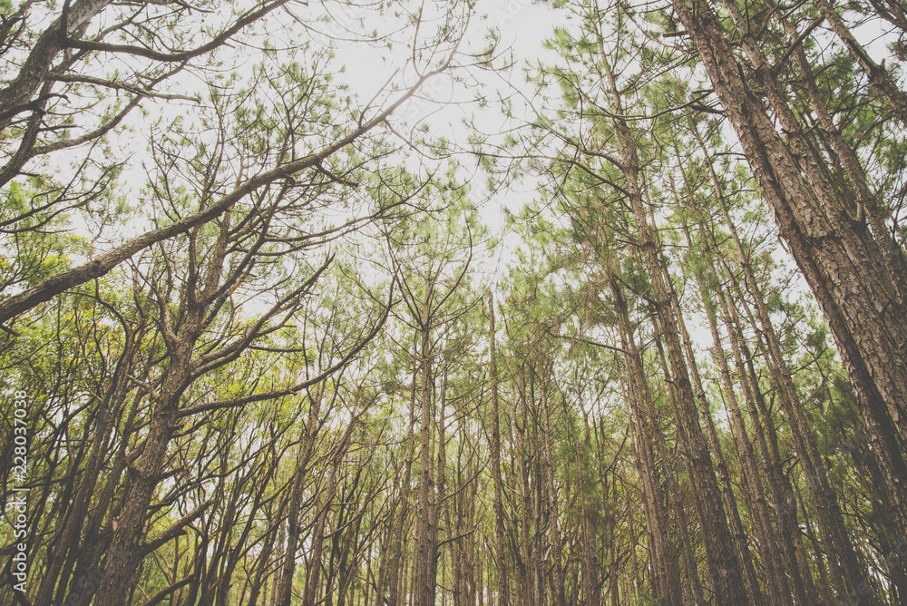Fototapeta premium Floresta de pinheiros