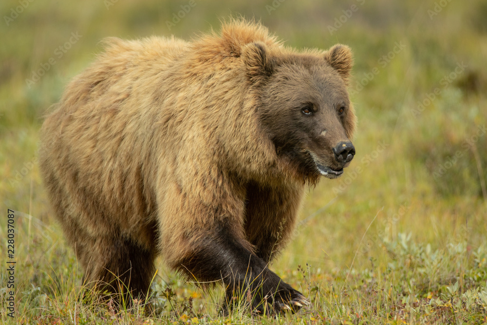 Fototapeta premium Grizzly Bear sow taken in Denali National Park Alaska