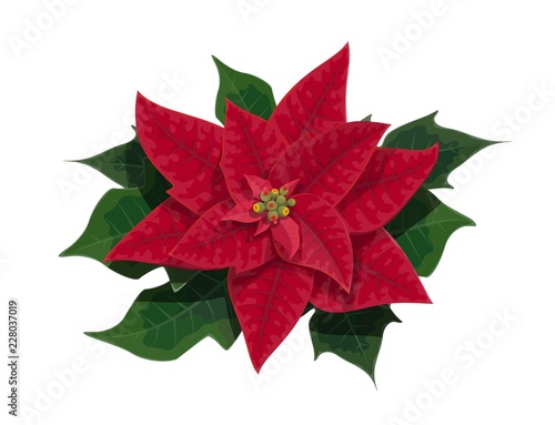 Poinsettia flower of Christmas holidays