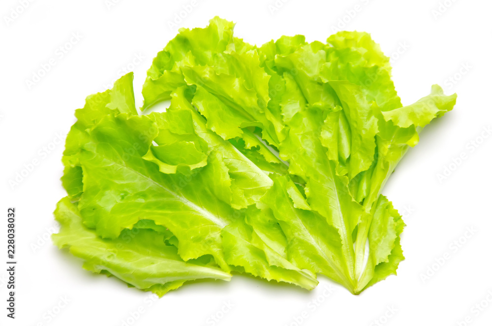 lettuce leaves on white background lettuce leaves on white background