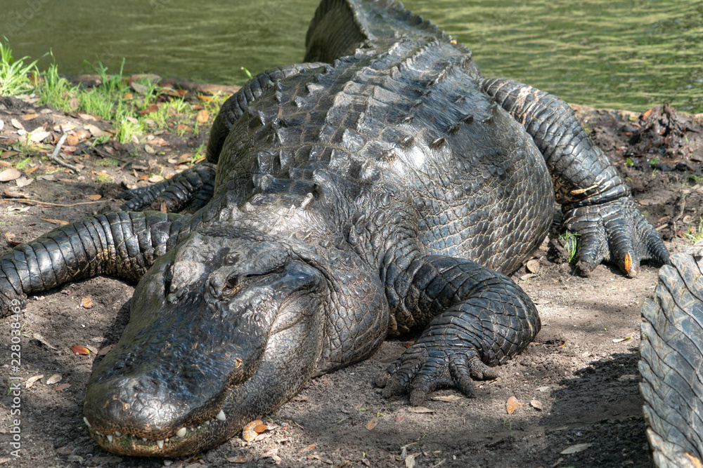 Fototapeta premium cocodriles
