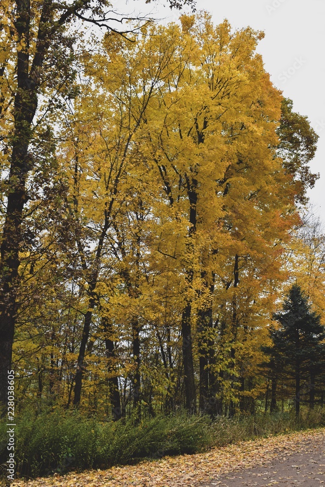 Fototapeta premium Yellow leaves on a tree