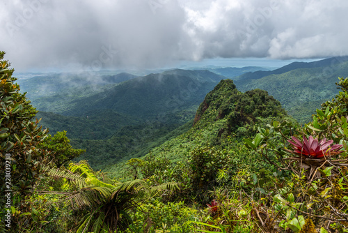Puerto Rican Rainforest