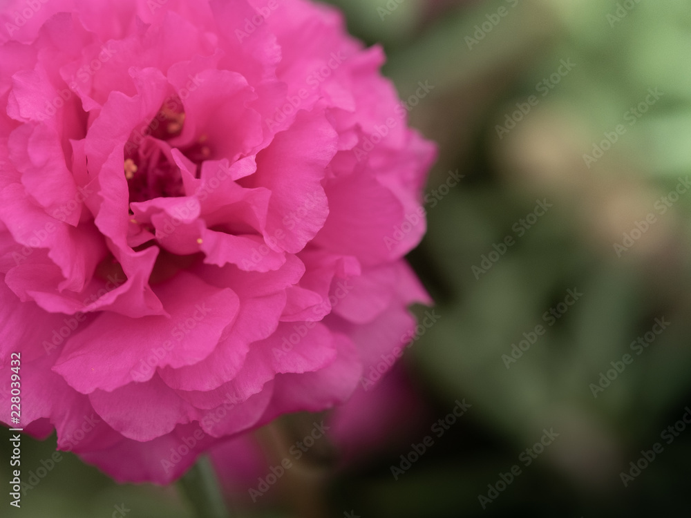 Beautiful portulaca grandiflora, Closeup pink flower portulaca oleracea