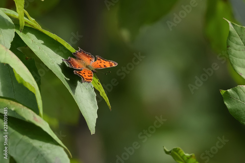 Close-Up of a Butterfly Landed on a Green Leaf