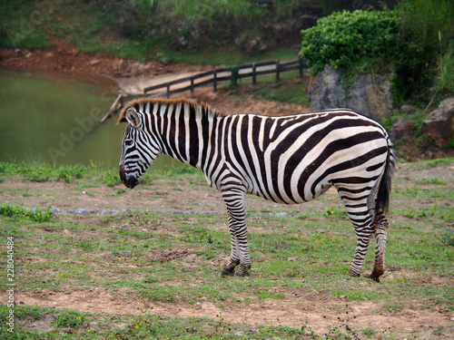 View of one zebra
