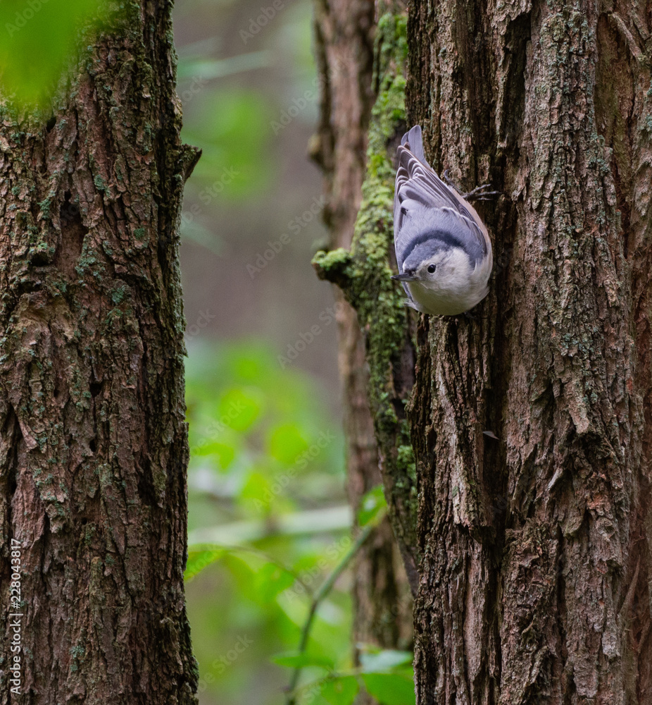White-Breasted Nuthatch in the Forest White-Breasted Nuthatch in the Forest