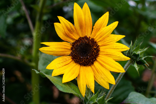 Sunflower with rain on it