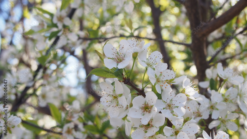 Obraz premium White flowers of the cherry blossoms on a spring sunny day wide image