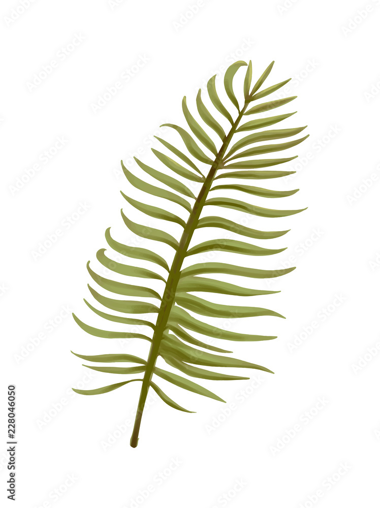 Tropical aroca palm leaf illustration Tropical aroca palm leaf illustration