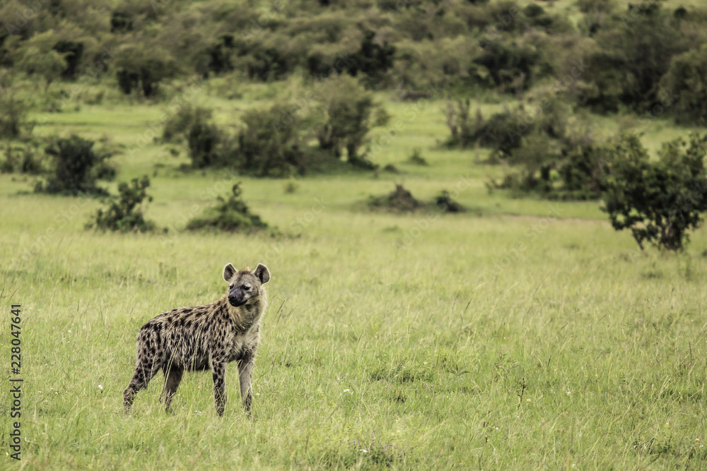 Hyena Standing Alone and Watching the Horizon in the Masai Mara National Reserve in Kenya