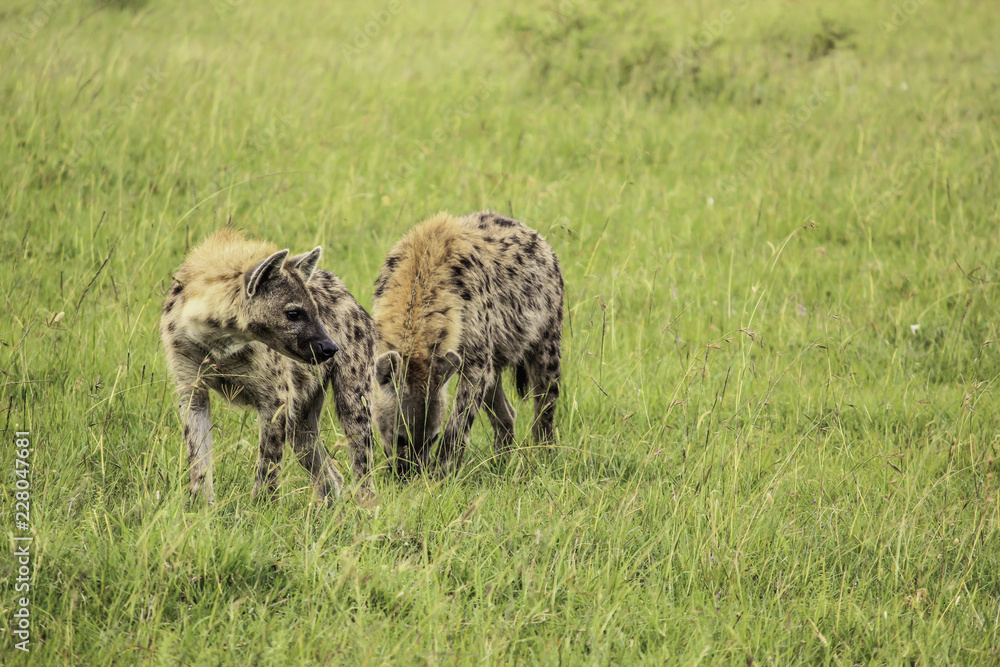 Fototapeta premium Two Hyenas Waiting Together to Feed on an Animal Carcass in the Masai Mara National Reserve in Kenya