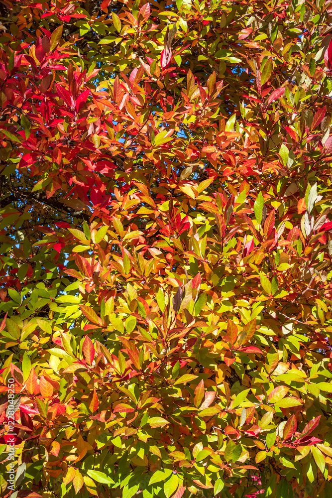 Vibrant fall color as a nature background, red, yellow, orange, and green leaves on a deciduous tree 
