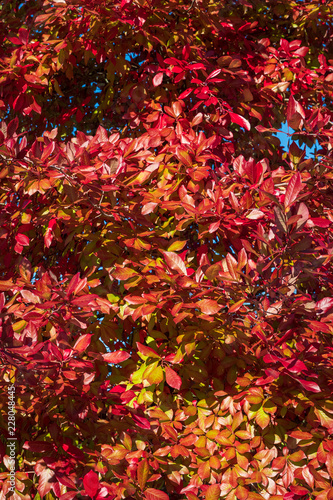 Vibrant fall color as a nature background, red, yellow, orange, and green leaves on a deciduous tree, close-up 