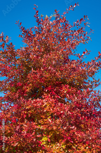Vibrant fall color, red, yellow, orange, and green leaves on a deciduous tree against a blue sky 