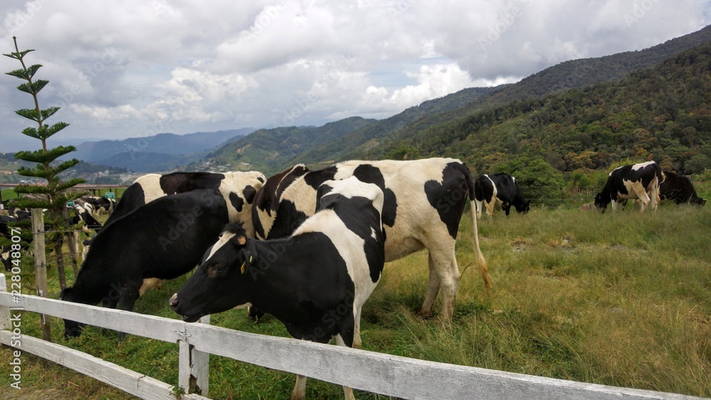 Desa Dairy Cattle Farm in Kundasang