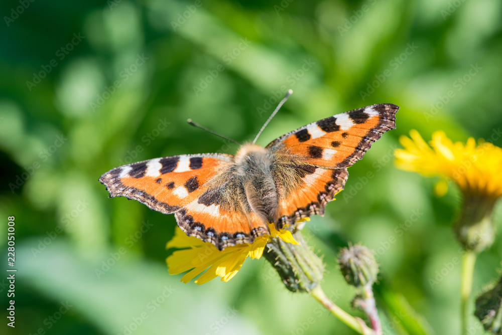 Beautiful butterfly hives gathers nectar from a dandelion flower in summer Beautiful butterfly hives gathers nectar from a dandelion flower in summer