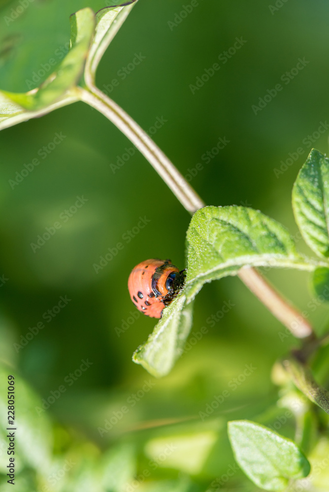 Insect pest Colorado beetle eats green leaves of potatoes in a summer garden Insect pest Colorado beetle eats green leaves of potatoes in a summer garden