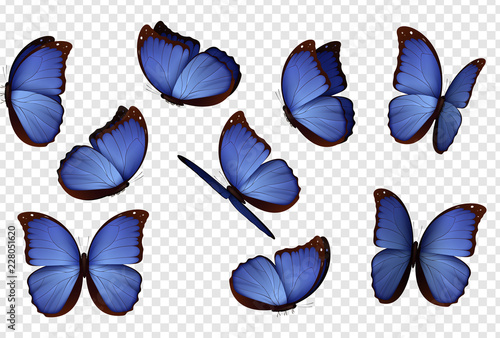 Butterfly vector. Purple isolated butterflies. Insects with bright coloring on transparent background