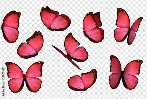 Butterfly vector. Pink isolated butterflies. Insects with bright coloring on transparent background