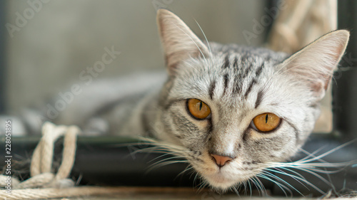Fototapeta Naklejka Na Ścianę i Meble -  Gray striped cat lying in the room.