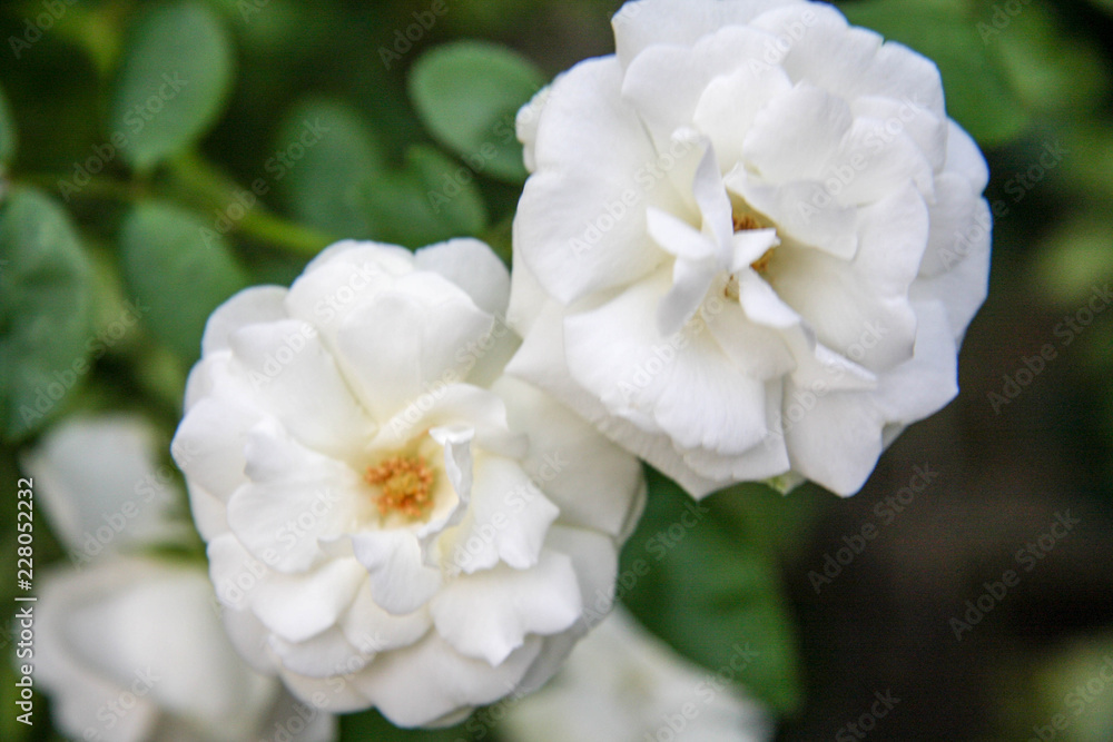 Obraz premium White Rose