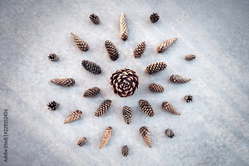 Collection of cones from fir and pine trees