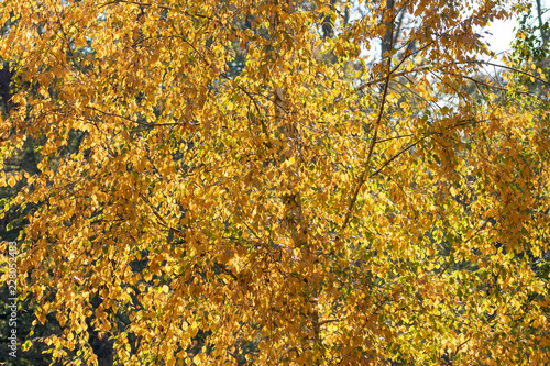yellow autumn leaves hanging at the tree