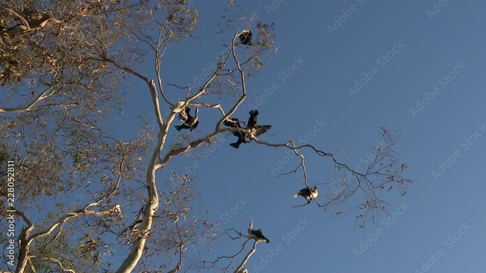 Flock of birds interacting in a tree Flock of birds interacting in a tree
