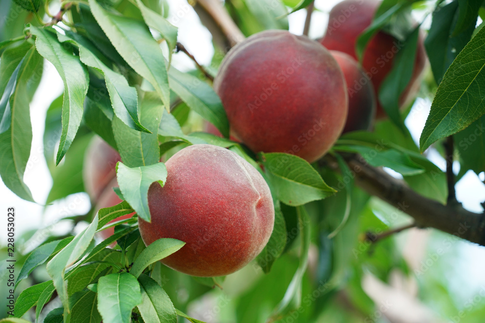 close up on peaches on the branch close up on peaches on the branch