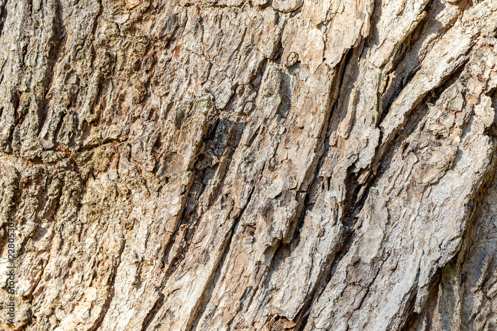 Close up view of the cracked bark of a tree in the forest Close up view of the cracked bark of a tree in the forest