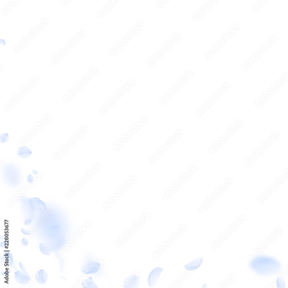 Light blue flower petals falling down. Fantastic romantic flowers corner. Flying petal on white squa Light blue flower petals falling down. Fantastic romantic flowers corner. Flying petal on white squa
