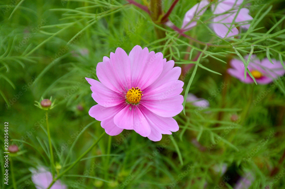 花の中心が濃い色になっているピンクのコスモス 花の中心が濃い色になっているピンクのコスモス