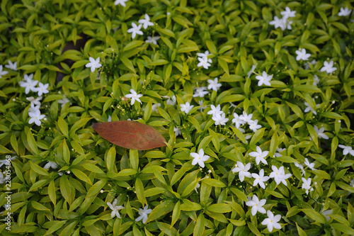 Gardenia jasminoides flower on green backgroud photo