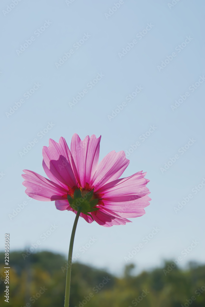 Pink Cosmos Flower against Sunlight with Blue Sky Background Pink Cosmos Flower against Sunlight with Blue Sky Background