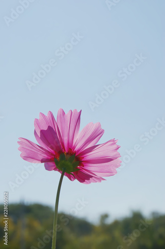 Pink Cosmos Flower against Sunlight with Blue Sky Background