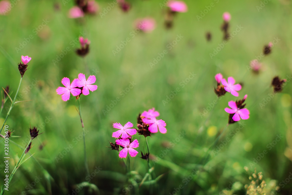 Shallow depth of field, only few blossoms in focus. Carthusian Pink wild carnation (Dianthus carthusianorum) flowers on green meadow. Abstract spring background.