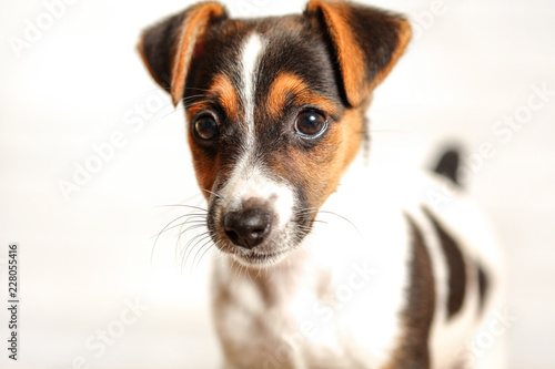 Two months old Jack Russell terrier puppy, studio shot with white background, detail on her head.