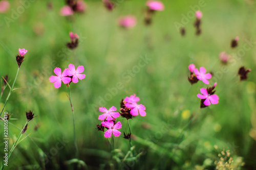 Shallow depth of field, only few blossoms in focus. Carthusian Pink wild carnation (Dianthus carthusianorum) flowers on green meadow. Abstract spring background.