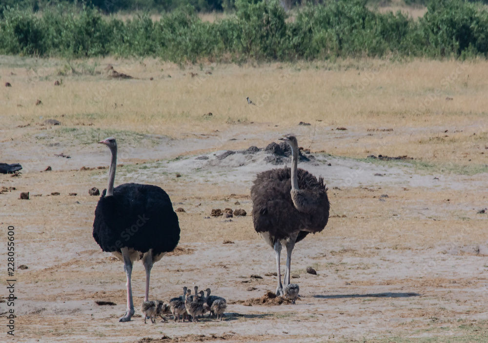 Naklejka premium Afrikanischer Strauß in der Savanne vom in Simbabwe, Südafrika