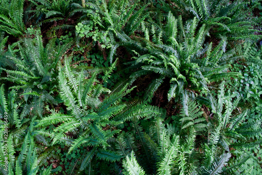 Sword Fern Sword Fern