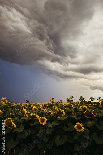 Fototapeta Naklejka Na Ścianę i Meble -  Sunflower field in the summer background blue sky
