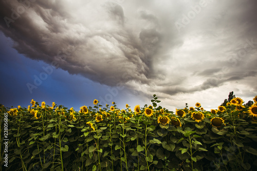 Fototapeta Naklejka Na Ścianę i Meble -  Sunflower field in the summer background blue sky