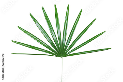 Green Leaf of Lady Palm Plant Isolated on White Backgroud