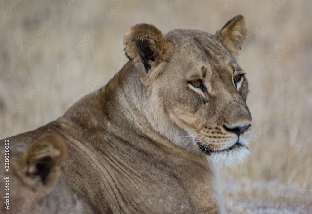 Löwin in der Savanne vom in Zimbabwe, Südafrika Löwin in der Savanne vom in Zimbabwe, Südafrika