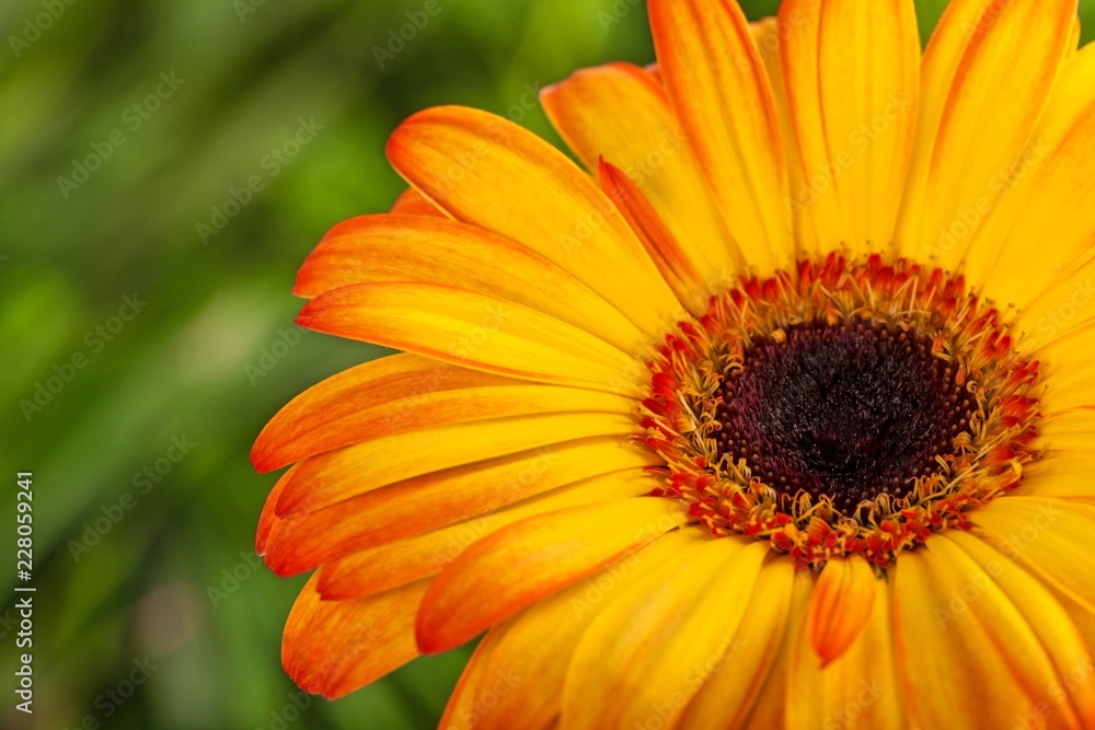 Yellow Gerbera Daisy Yellow Gerbera Daisy