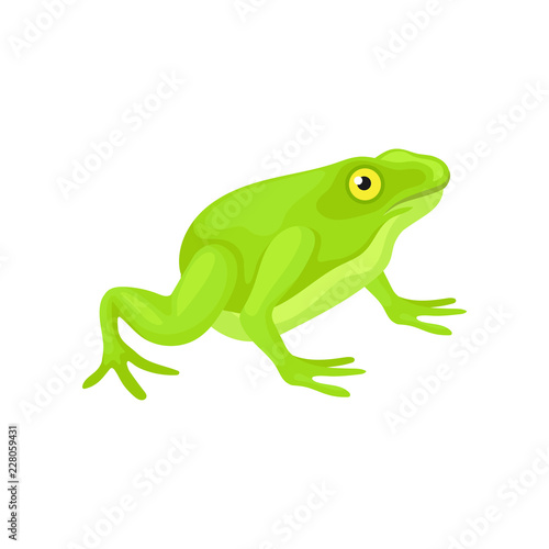Flat vector icon of cute frog with bright green skin. Small amphibian with yellow eye  squat body and long hind legs