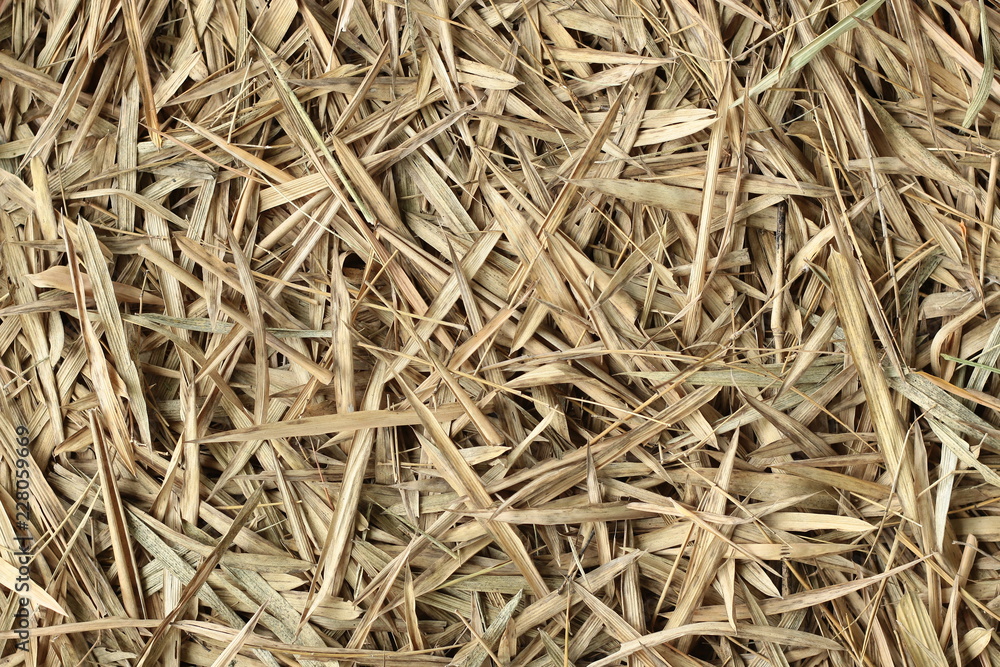 bamboo hay stack dry in autumn , forest bamboo leaved textured brown color background . bamboo hay stack dry in autumn , forest bamboo leaved textured brown color background .