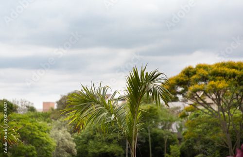 Fototapeta Naklejka Na Ścianę i Meble -  palmeira